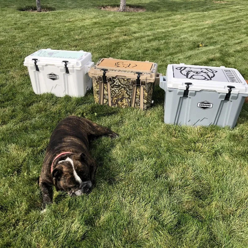 Cane Corso - T/B
